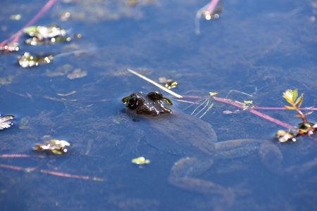 Columbia spotted frog in Nevada photo