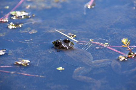 Columbia spotted frog in Nevada