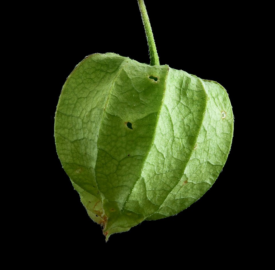 Ground Cherry, Patuxent Bee Lab 2019-10-21-16.21.36 ZS PMax UDR
