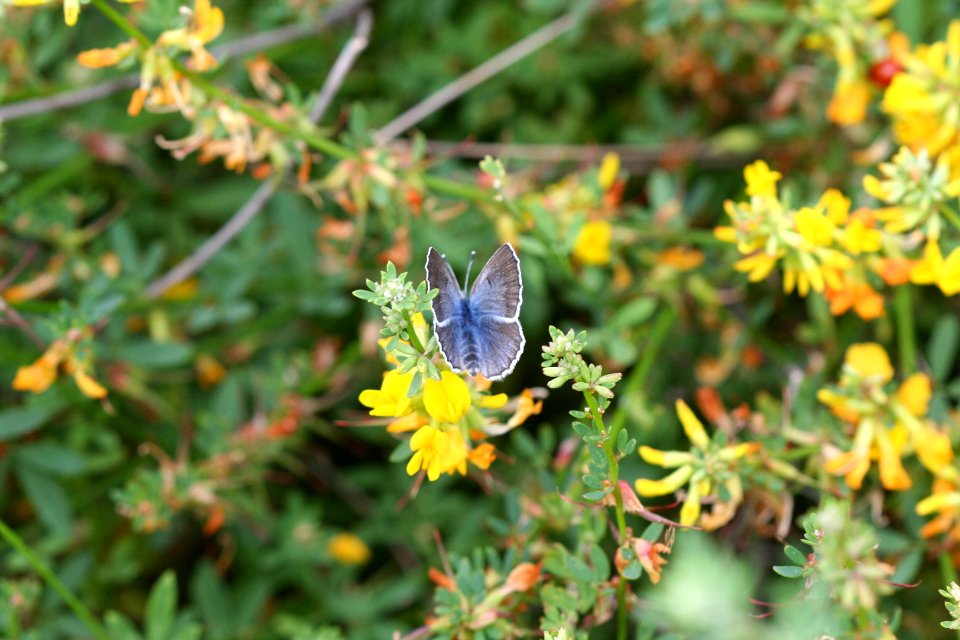 Endangered Palos Verdes blue butterfly