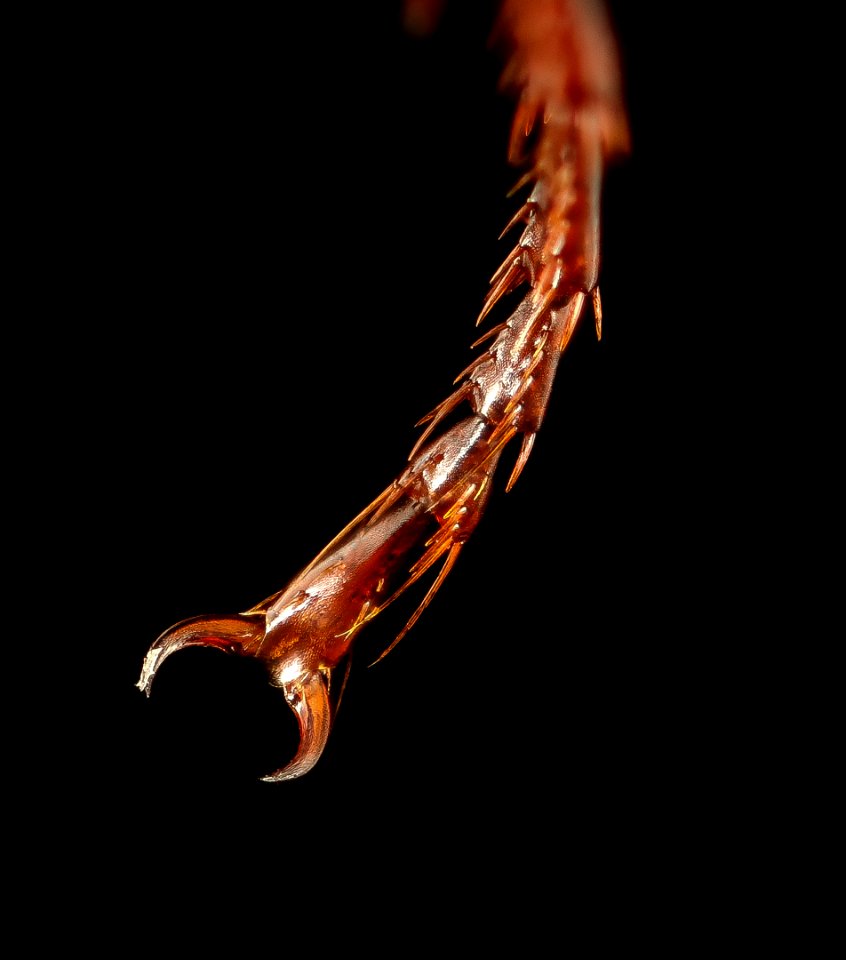 Pterostichus permundus, u, maryland, cove point, tarsal setae 2017-01-13-11.16.22 ZS PMax UDR