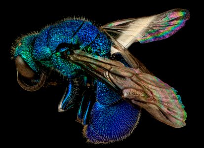Chrysis propria Aaron, U, Side, MD, Baltimore County 2014-03-11-18.00.20 ZS PMax photo