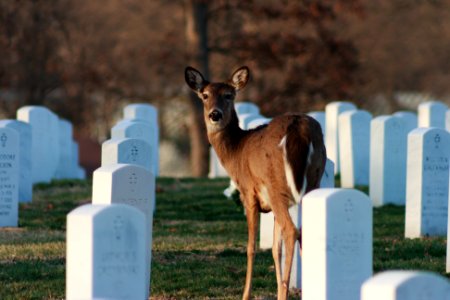 Jefferson Barracks Cemetery 2012 048
