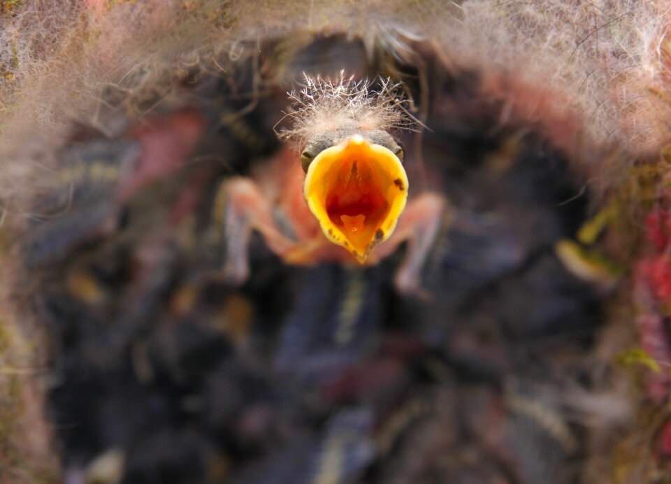 Bill nest feeding