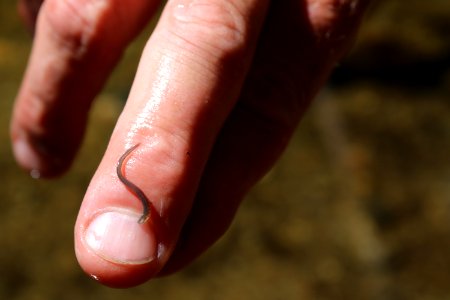 Ammocoetes (young Pacific lamprey) at Carmel River 2