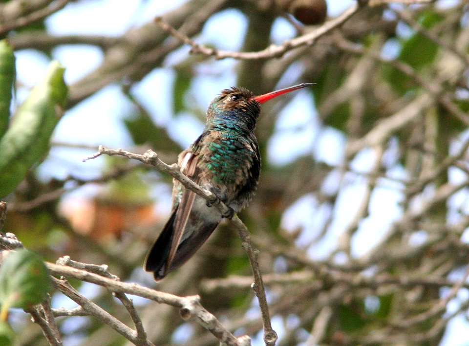 HUMMINGBIRD, BROAD-BILLED (11-02-08) arroyo grande, slo co, ca -04