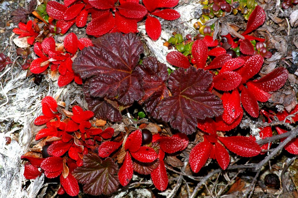 THE BIG ROCK GARDEN