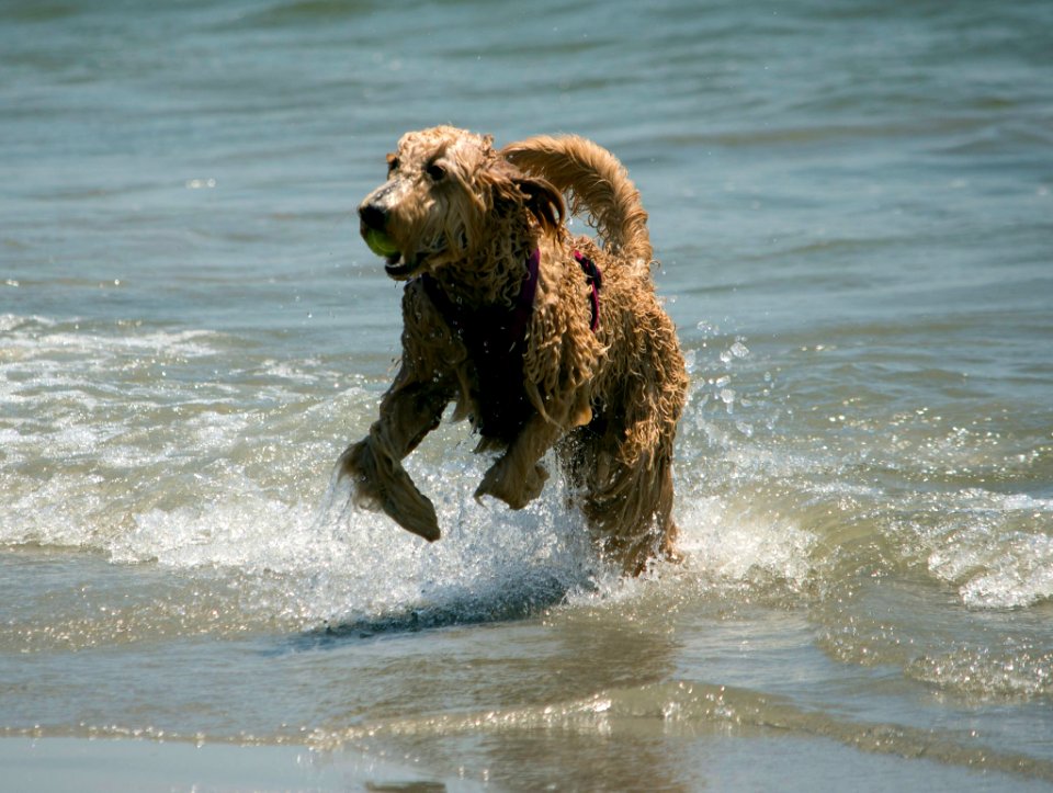 Dog splashing in water