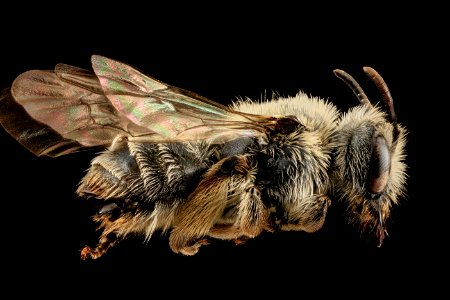 Andrena geranii, F, side, WI 2014-03-05-17.37