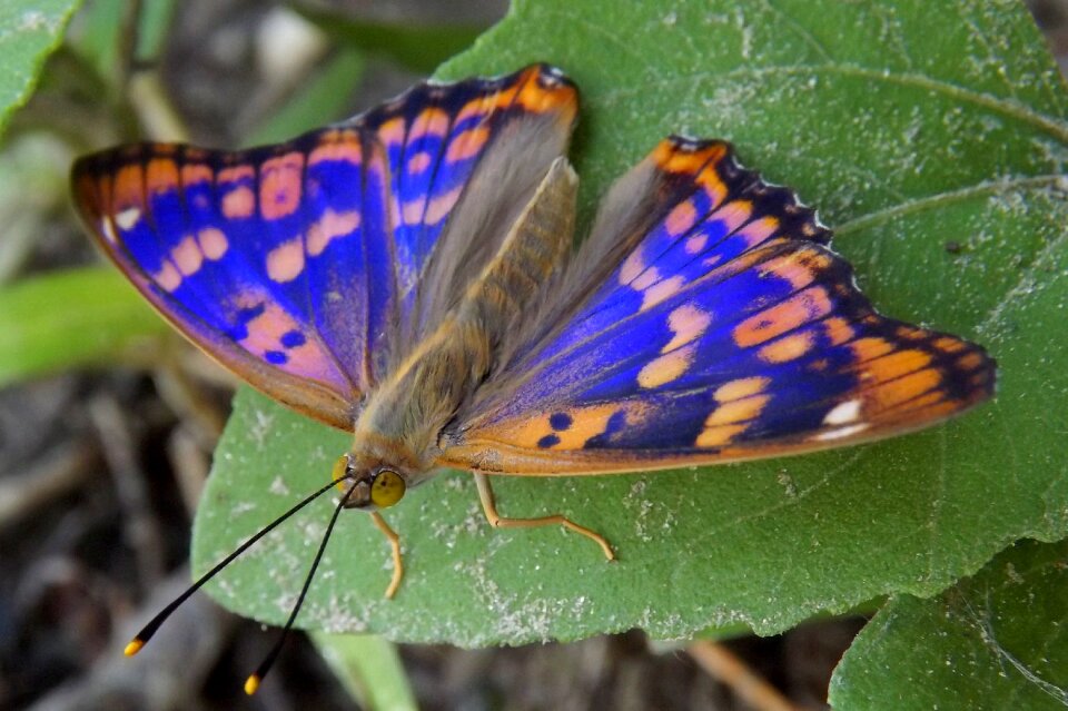 Coloring leaf insecta