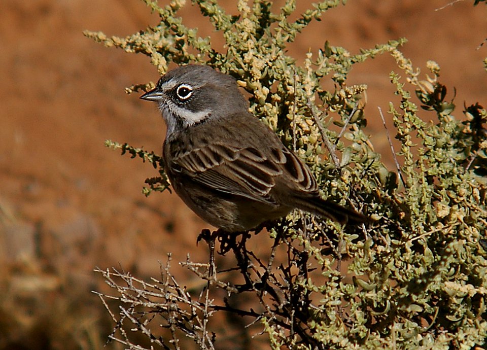BELL'S SPARROW (canescens?) 9-18-05 (bird 1) Carrizo Plain Nat Mon, slo county CA