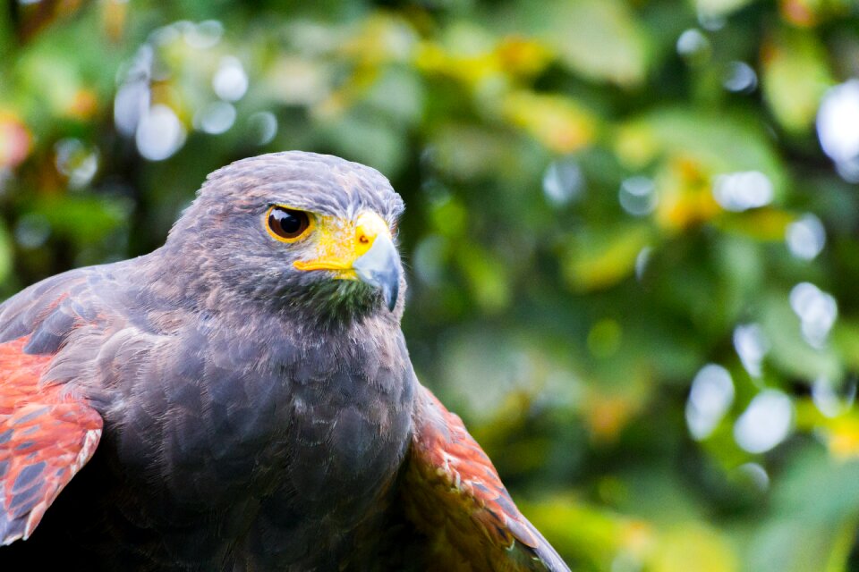 Feather animal bird of prey