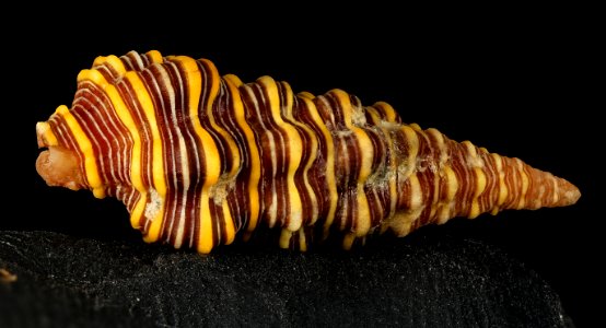Crassicantharus noumeensis, usnm1296851 2016-02-23-18.19