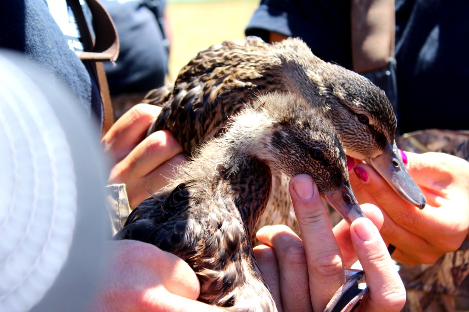 Mallard vs Gadwall