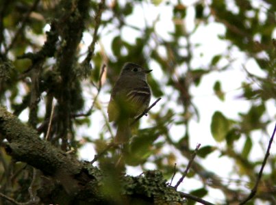 FLYCATCHER, HAMMOND'S (4-1-08) upstream of cerro alto cg -09