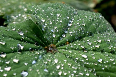 raindrops