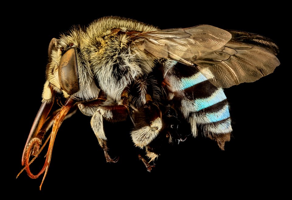 amegilla, m, side, india 2014-06-18-16.30.41 ZS PMax