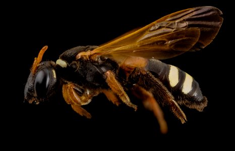 bee species, f, side, argentina 2014-08-07-15.38.54 ZS PMax photo