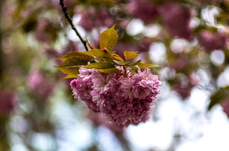 lasst Blumen sprechen