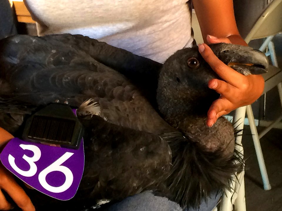 California condor #636.