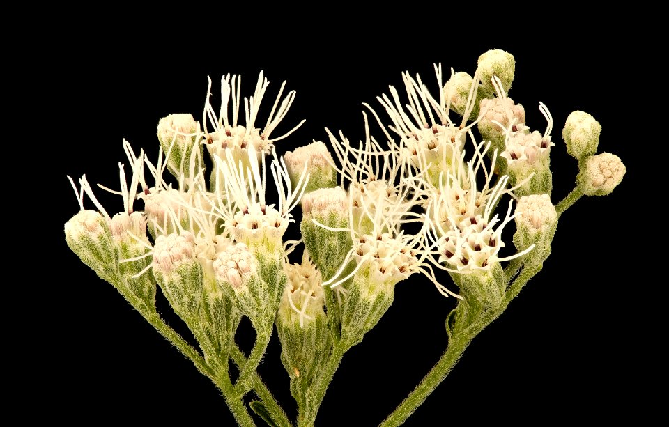 Ageratina altissima 2, White Snakeroot, Howard County, Md, Helen Lowe Metzman 2019-03-22-19.27.09 ZS PMax UDR