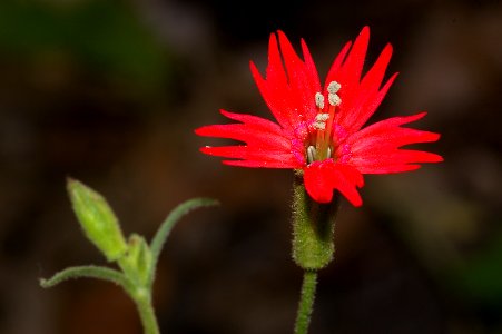 CATCHFLY (Silene laciniata major) (6-12-08)  canet rd, san luis obispo co, ca -1