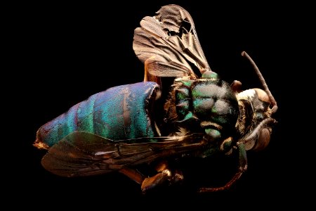 Thalestria spinosa, f, back 2017-09-13-18.33