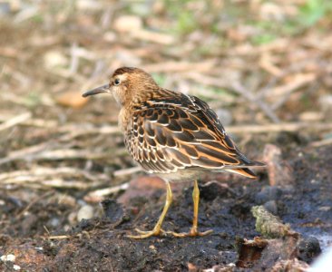 SANDPIPER, SHARP-TAILED (8-4-08) gambell, ak -01