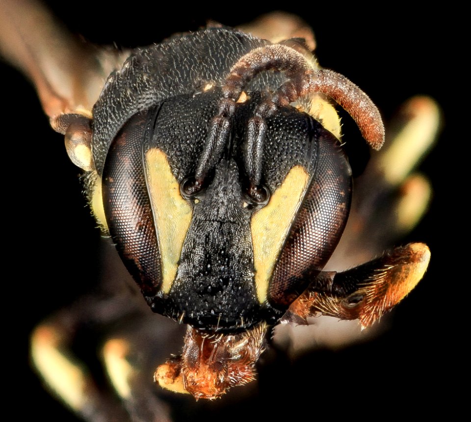 Hylaeus floridanus, F, face, Moore Co., N. Carolina 2014-01-08-15.16.50 ZS PMax