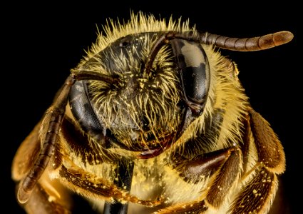 Andrena nebecula, F, Face, MD, Anne Arundel 2014-02-11-16.47.35 ZS PMax