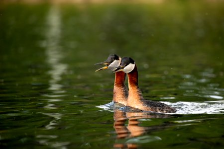 Red-necked grebe