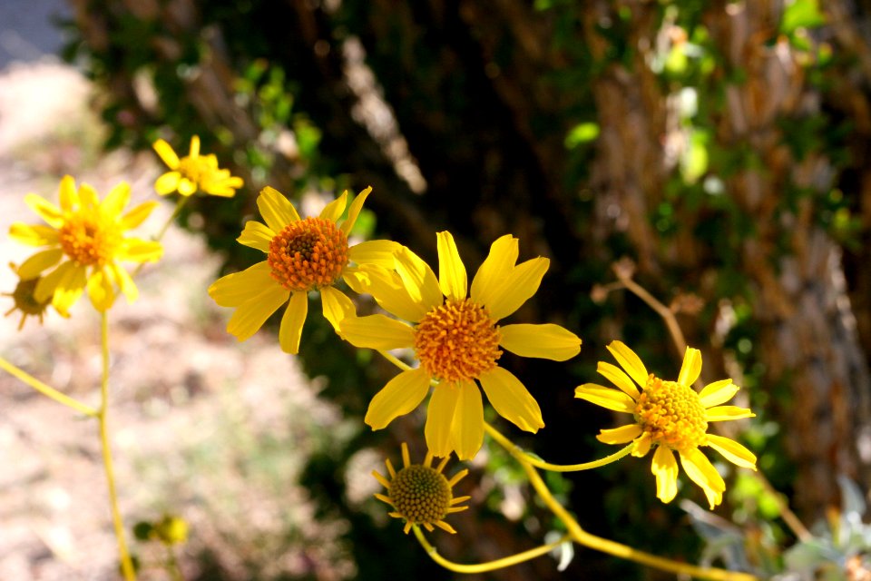 Brittlebush encelia at Anza Borrego State Park