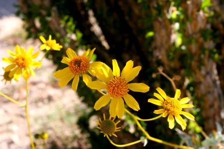 Brittlebush encelia at Anza Borrego State Park photo