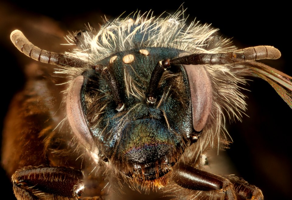 Andrena caerulea, f, face, Santa Barbara, CA 2016-08-12-16.45