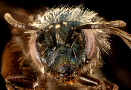 Andrena caerulea, f, face, Santa Barbara, CA 2016-08-12-16.45