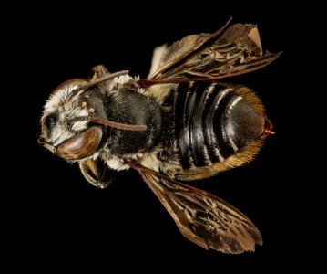 Megachile mendica, f, back, Pr. George's Co. Maryland 2016-03-29-16.18
