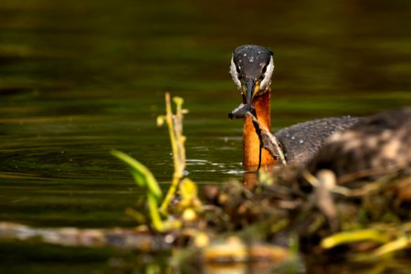 Red-necked grebe photo