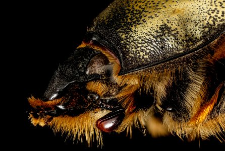 Dynastes tityus, f, side face, MD 2016-02-24-15.16 photo