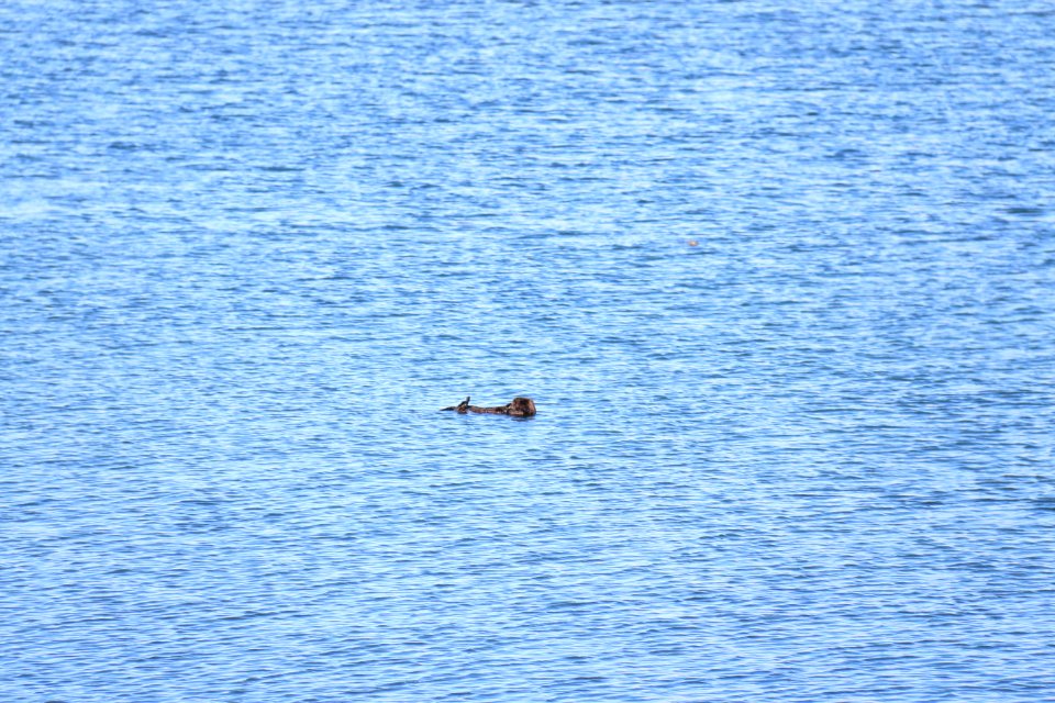 Southern sea otter at Moss Landing, Calif.
