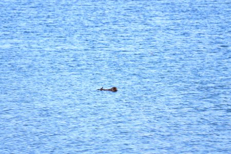 Southern sea otter at Moss Landing, Calif.