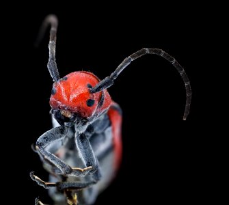 Tetraopes tetrophthalmus, head 2020-07-29-15.29.05 ZS