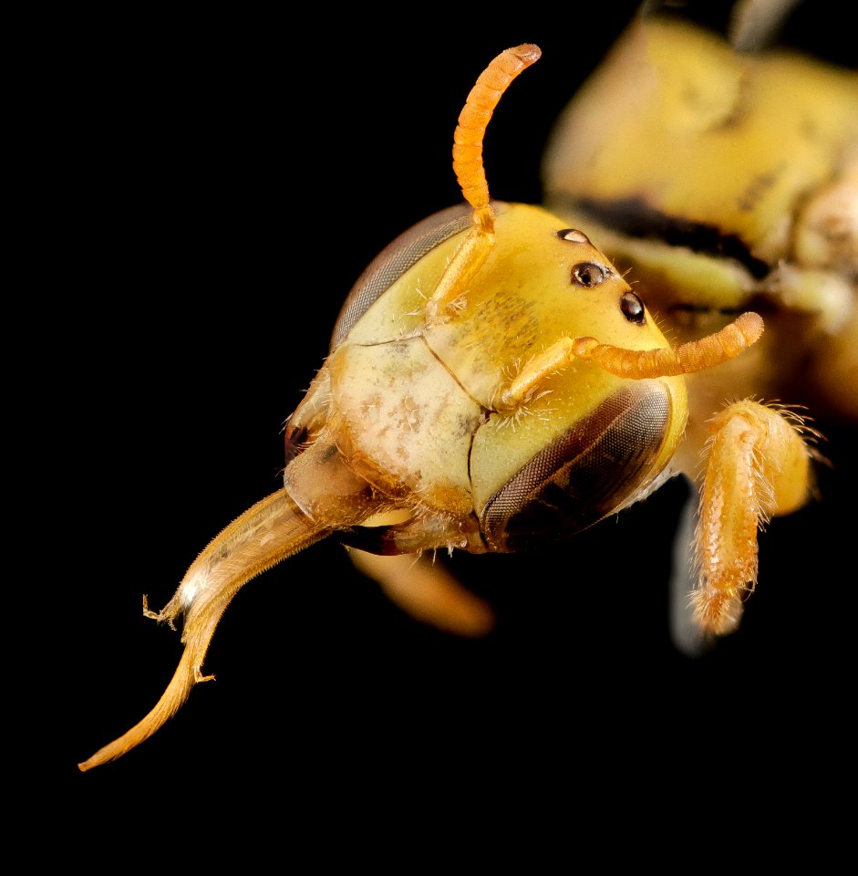 Pararhophites, f, face 2014-10-11-19.28.28 ZS PMax