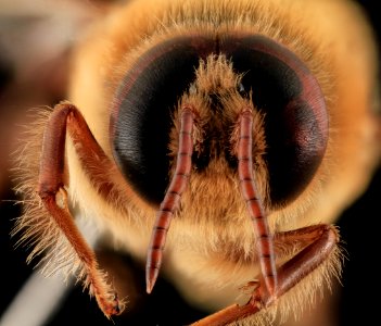 Apis mellifera, Drone, face2, MD, Talbot County 2013-09-30-18.21.11 ZS PMax photo