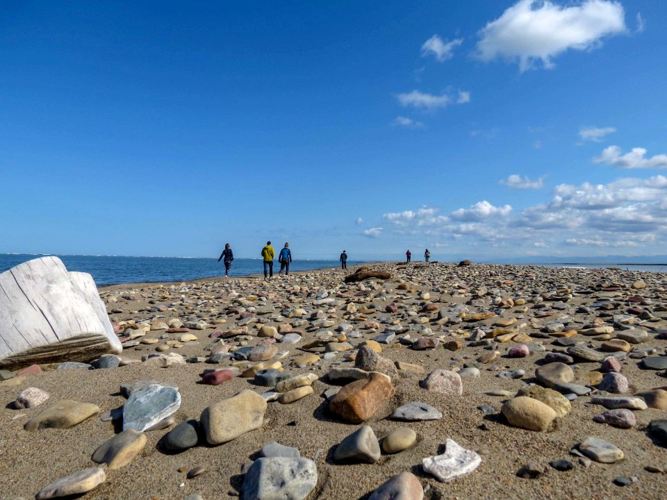 2019 Arctic Virtual Bird Fest