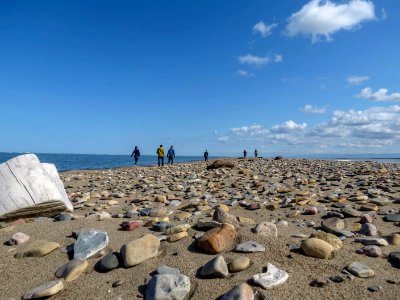 2019 Arctic Virtual Bird Fest