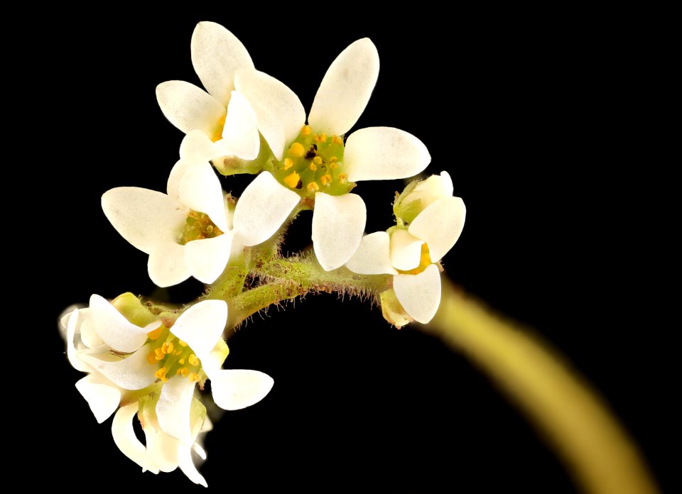 Micranthes virginiensis, Early saxifrage, Howard County, MD, Helen Lowe Metzman 2017-06-09-13.49