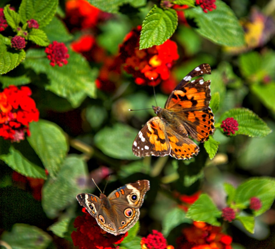 Buckeye and Painted Lady Butterfly