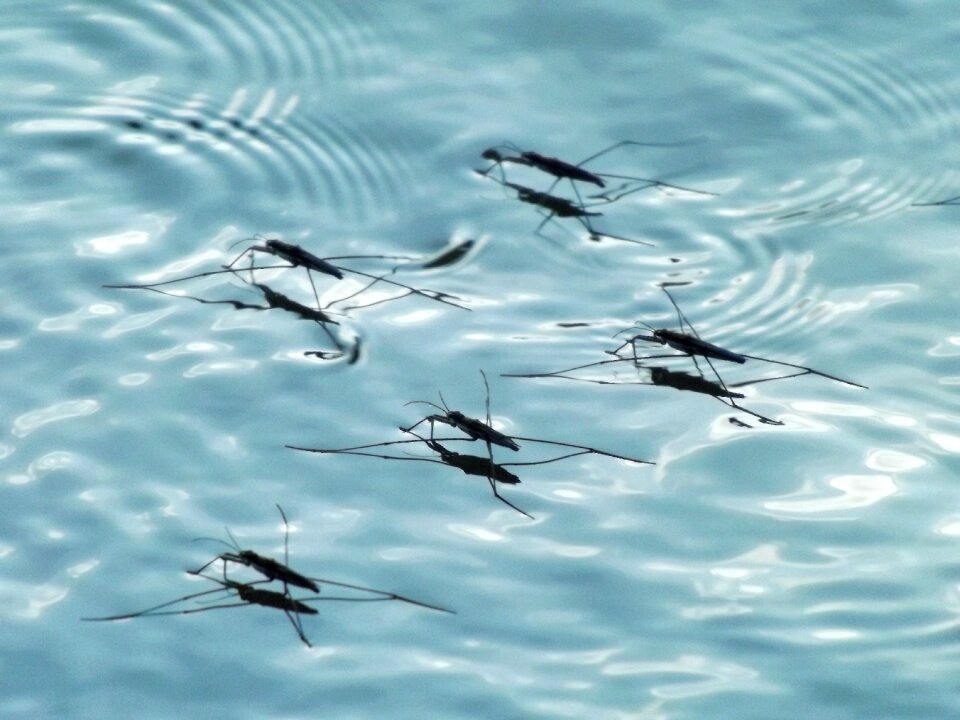 Water dance synchronously