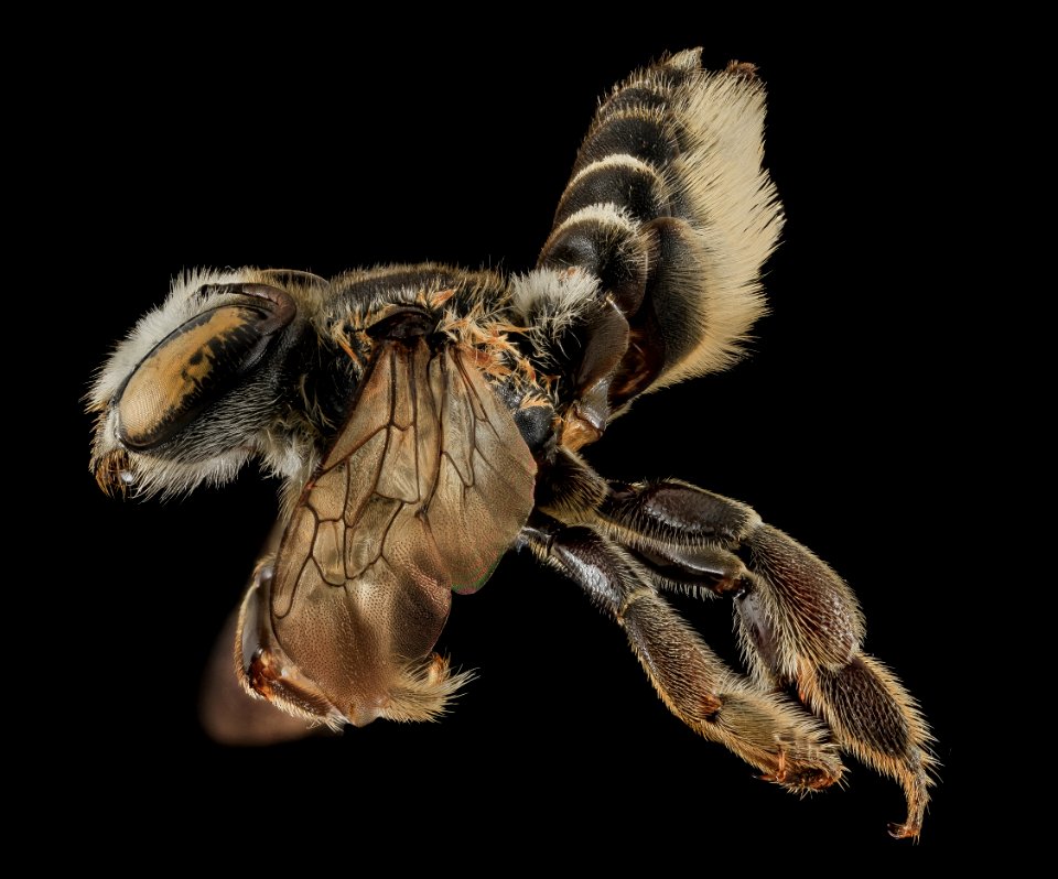 Megachile integrella, F, Side, NC, Moore County 2014-01-07-16.37.14 ZS PMax photo