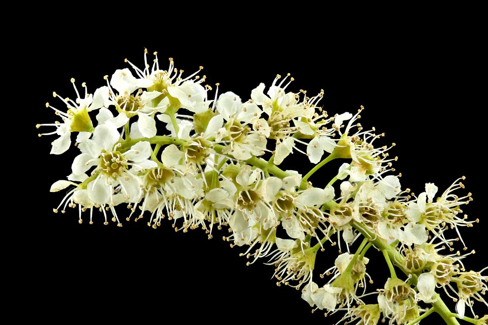 Prunus serotina,Wild or Black Cherry flrs 3, Howard County, MD, Helen Lowe Metzman 2017-07-25-19.08